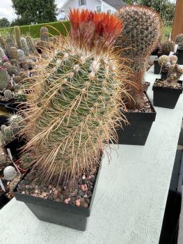 Parodia spec. dunkelrot